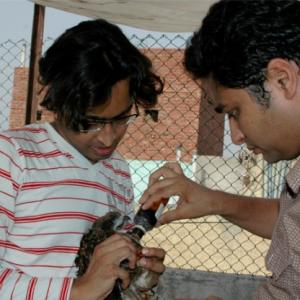 The brothers who are saving Delhi's birds of prey