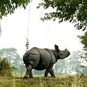 Coming soon: Rhino Protection Force in Assam