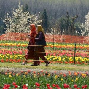 Sight to behold: A million tulips are in full bloom in Srinagar