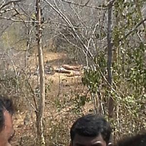 Andhra cops kill 20 red sander smugglers in encounter