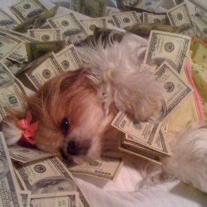 These richie rich dogs are sure to make you jealous