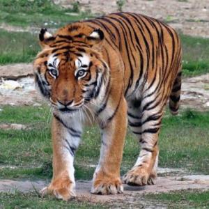 'India may have got its tiger success story wrong'