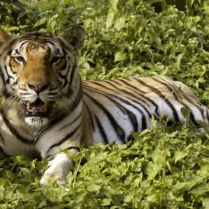 Tiger numbers roaring in India, up from 1,400 to 2,226