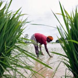 Indian scientists' new DNA chip for speeding up rice breeding