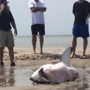 MUST SEE: Beachgoers helped rescue stranded shark