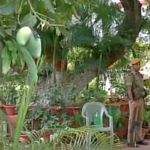 Forbidden fruit: Nitish deploys cops to prevent Manjhi from enjoying mangoes