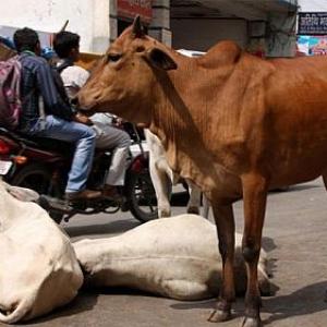 Stringent cow protection law passed in Haryana