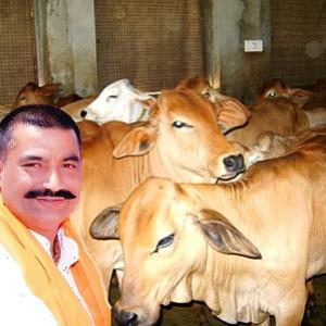 Cow vigilante head in Punjab is booked, says Modi doing vote bank politics