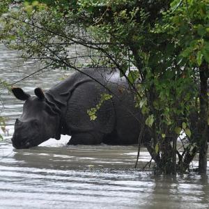 Protecting Kaziranga's rhinos from floods, poachers