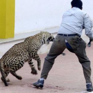 Spotted: Leopard strays into Bengaluru school on Sunday