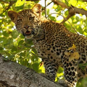 Lock your doors! Another leopard on the prowl in Bengaluru school