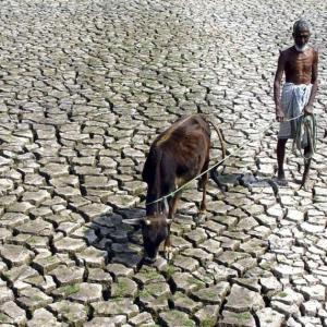 Government going in 'wrong direction' in tackling farmers' suicide: SC