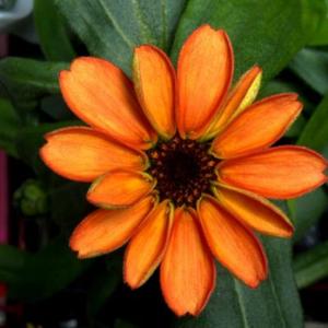 PHOTOS: Check out the first flower grown in space!