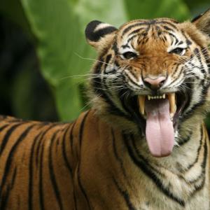 Are India's tiger numbers inflated?