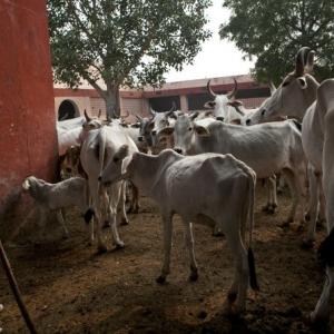 45 cows seized from smugglers die in a Tripura shelter