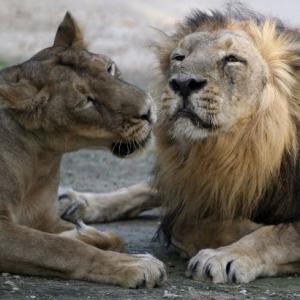 3 Gir lions 'get life in zoo' for murdering people in Gujarat