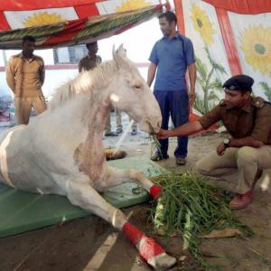 BJP MLA gallops into row after 'thrashing' horse