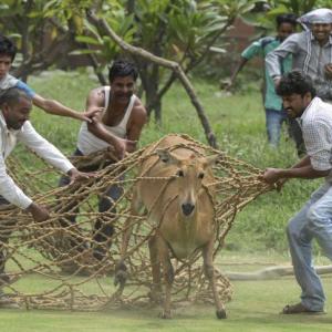 SC refuses to stay culling of nilgai, wild boar, monkeys