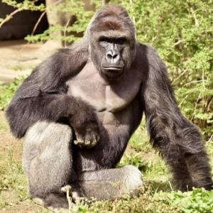 RIP Harambe: Outrage grows over gorilla's death at US zoo