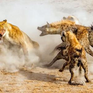 Lions vs Hyenas? Who do you think won?