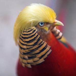 Meet 'Trump bird', China's latest sensation
