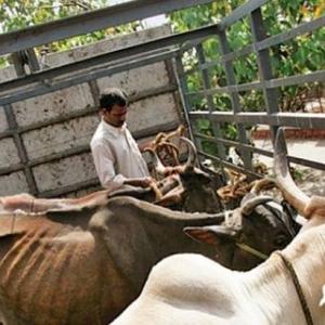 Man killed by gau rakshaks was a dairy farmer, not cattle smuggler