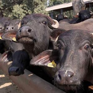 20-year-old lynched in UP on suspicion of buffalo theft