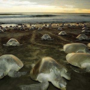 Olive Ridley turtles are back for nesting