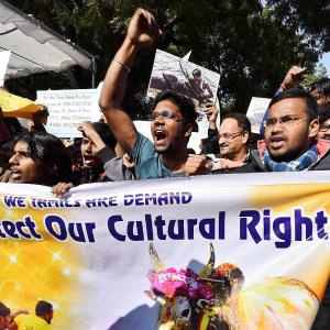 Jallikattu: 'Tamil rights, not pride, have been hurt'