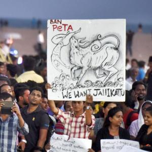 How Jallikattu protests left the State on the backfoot