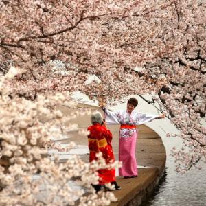 With cherry blossoms in bloom, Washington is the place to see