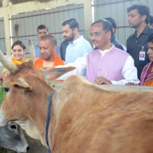 UP CM Yogi visits Aparna Yadav's cow shelter, gives tips on better upkeep