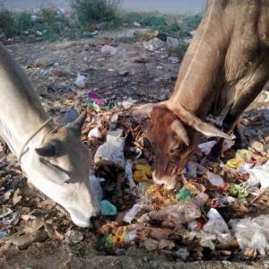 Waiting for 'rakshaks', cows are choking on plastic