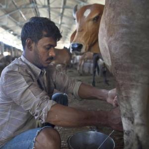 'This govt is in denial that India is a beef-eating country'