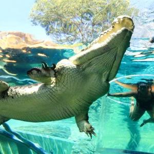 PHOTOS: Would you dare swim with these crocodiles?