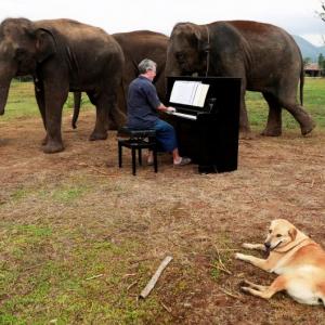 PHOTOS: Meet the pianist for elephants