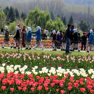 PHOTOS: Inside Kashmir's Valley of Tulips
