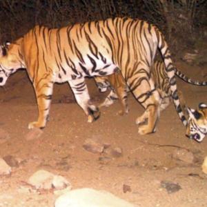 'Man-eater' tigress Avni killed in Maharashtra