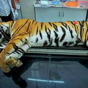 Maneka flays Maha govt for 'ghastly murder' of tigress Avni