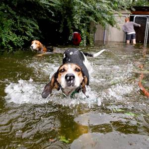 Good Samaritans work to rescue animals from Hurricane Florence