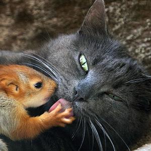 Unusual animal friendships that will melt your heart