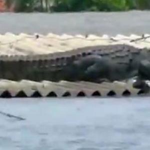 WATCH: Crocodile on roof of house in flood-hit K'taka