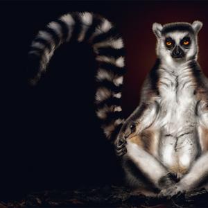 Intimate animal portraits that you must see!