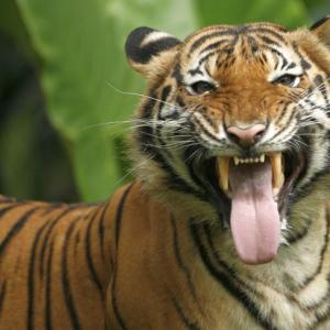 With 3,000 tigers India one of the safest habitats: PM