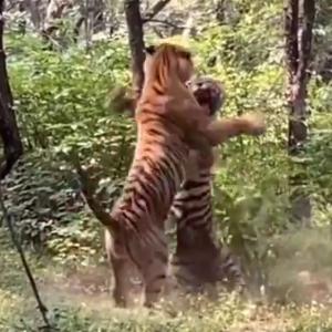 WATCH: When two tigers fought over tigress