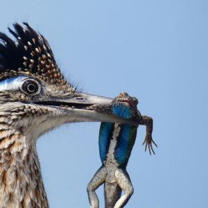 These images show birds at their very best!