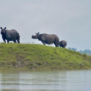 PHOTOS: Wildlife at Kaziranga struggles to stay afloat