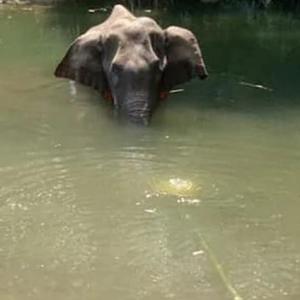 Death of Kerala elephant: CM says 3 under scanner