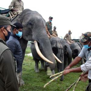Elephant safari resumes at Kaziranga National Park