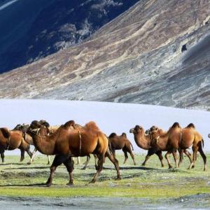 Double hump camel to help Army patrol China border
